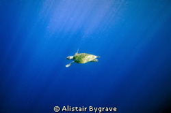 Turtle in the blue by Alistair Bygrave 